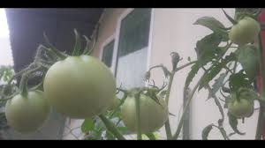 Bedanya, di pot bisa ditaruh 2 sampai 3 benih, sedang di polybag hanya satu benih saja. Cara Mudah Tanam Tomato Pakai Botol Mineral Youtube