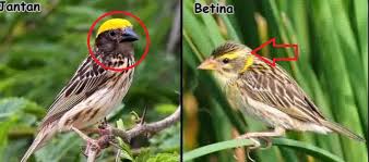 Beda lovebird jantan dan betina (cherewed.com). Cara Membedakan Burung Manyar Jantan Dan Betina Ilmu Pengetahuan Lengkap