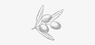 Learn how to draw free templates pictures using these. Olive At Getdrawings Com Free For Personal Olives Drawing Transparent Png 550x550 Free Download On Nicepng