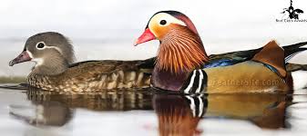 For sale 2021 mandarin ducks and ornamental wildfowl. Mandarin Ducks