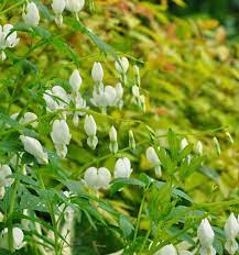 Three Dogs In A Garden A Spring Valentine Spring Bleeding Heart Valentine