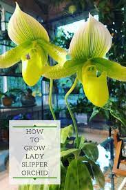 As an orchid gets more light its leaves turn a lighter shade of green. Paphiopedilum One Of The Best Low Light Orchids