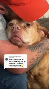 Heartwarming Moment: Dog and Little Brother Bonding