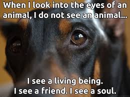 When I Look Into The Eyes Of An Animal I Do Not See An Animal When I Look Into The Eyes Of An Animal I Do Not See An Animal I See A Living Being I See A Friend I See A Soul Cuando Me M