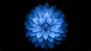 See more ideas about flowers, beautiful flowers, pretty flowers. Blue Flower Flowers Black Simple Background Simple Hd Wallpaper Wallpaper Flare