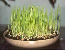 De ce se pune graul la incoltit in aceasta zi, de fapt? Cand Se Pune Grau La IncolÅ£it Pentru Sfantul Andrei Libertatea