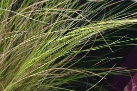 Image result for Polystachya tenuissima