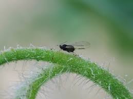 Image result for BLACKFLY ON TOMATO PLANTS