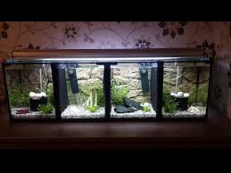 Bettas are extremely beautiful fish with long flowy fins and brilliant coloration. Divided Betta Tank Aquatic Videos