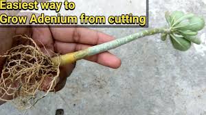 Remove the lower leaves and plant them in the greenhouse to guarantee root establishment. Easiest Way To Grow Purslane From Cutting Portulaca Oleracia Youtube