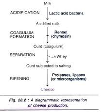 Microbial Production Of Fermented Foods