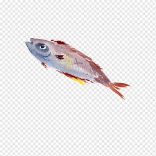 Ikan louhan ikan louhan (flowerhorn) bagi sebagian orang merupakan ikan pembawa hoki. Flower Horn Scarlets Food Color Pakan Ikan Akuarium Beijing Dan Dekorasi Makanan Lain Lain Warna Png Pngwing
