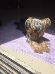Bestbewertetes yorkshire terrier hundefutter ✓ trockenfutter & nassfutter ✓ 3.809 unabhängige zu yorkshire terrier hundefutter liegen aktuell über 3.809 unabhängige bewertungen vor. Bella Yorkshire Terrier Puppy Doha 2132