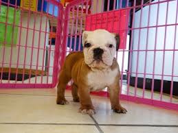 We did not find results for: Knoxville Tri Cities Craigslist Pets For Sale 07 2021