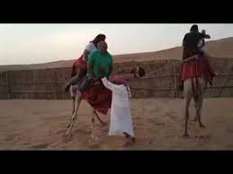 Camels get the hump when man refuses to share bread with them. Camel Ride Funny Youtube