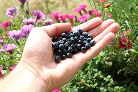 Heidelbeeren der sorte reka® blue* wachsen wunderbar in meinem garten, mit sehr großen beeren und fruchtig saftigem geschmack, diese sorte ist wenig anspruchsvoll, da heidelbeeren normal eher. Heidelbeeren Pflucken Wann Sind Sie Reif Erntezeit Von Blaubeeren
