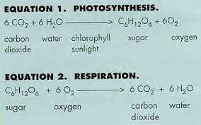 Photosynthesis Equation In Words Bing Images Photosynthesis Photosynthesis And Cellular Respiration Photosynthesis Worksheet