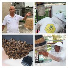 Save Local Bees Conservation Program