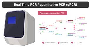 Real Time Pcr Principle Process Markers Advantages Uses