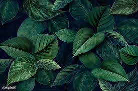 Pngtree provide collection of hd backgrounds about green leaf frame wood background. Metallic Green Leaves Textured Background Free Image By Rawpixel Com Green Leaf Background Leaf Texture Leaf Background