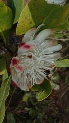 Image result for Bolusiella iridifolia