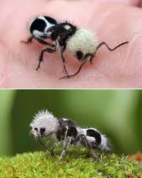 Image result for panda ant