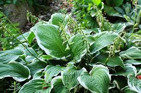 Discover popular hosta varieties for your shade garden. Hostas Plant Care Variety Guide Stuff Co Nz
