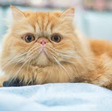 Kedi Cinsleri Ve Kedi Turleri Hakkinda Her Sey Pet Ihtiyac