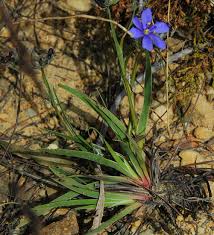 Image result for Aristea angolensis