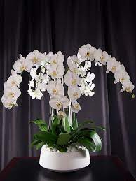 Orchid Arrangement Grandioso White By Orchid Diva Orchid Arrangements Orchid Flower Arrangements Flower Arrangements