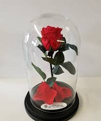 Source beauty and the beast: Beauty And The Beast Enchanted Rose In Pasadena Tx The Chocolate Rose