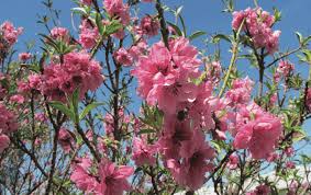 Image result for Prunus persica