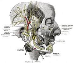 Pin On Tmj Migraines Jaw
