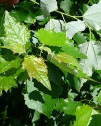 Image result for Populus ×  canescens