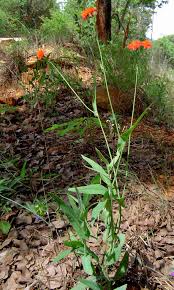 Image result for Emilia coccinea