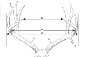 What Makes A 160 Inch Mule Deer Basic Field Judging
