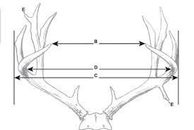 what makes a 160 inch mule deer basic field judging