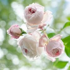 Epingle Par Marie Mallozzi Sur Jardin Types De Fleurs Langage Des Fleurs Et Fleur Jardin