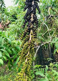 Image result for Brucea