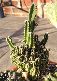 It could be carried out by anyone. Tips For Growing Fairy Castle Cactus Fairy Castle Cactus Cactus Care Fairy Castle