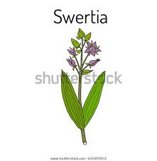 Image result for Swertia