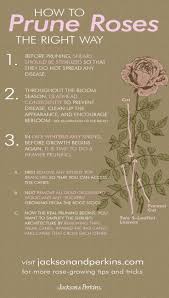 Caring for roses in the spring. Jp Gardening Tips Pruning Roses Rose Care Garden Care