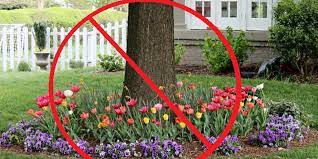 Now wait again patiently for around six months. The Garden Guru An Expert Advises On How To Treat Our Trees Arborilogical