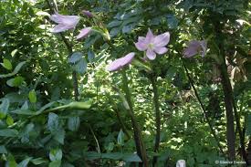 Image result for Crinum moorei
