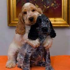 14 Adorable Facts About English Cocker Spaniels Petpress English Cocker Spaniel Puppies Dog Breeds Popular Dog Breeds