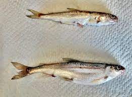 Rare Native Fish Species Discovered In Two Northwest Montana Lakes Flathead Beacon