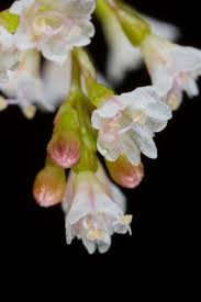 Image result for Boerhavia cordobensis