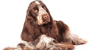 Image result for anglický kokršpaněl