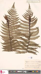 Image result for Elatostema welwitschii