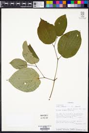 Image result for Piper capense